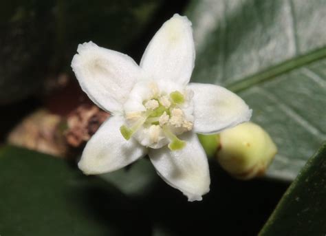 Erythroxylum emarginatum - Common Coca tree - Near St Luci… | Flickr