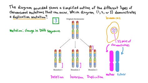 Vidéo de question : Identifier une mutation par duplication | Nagwa