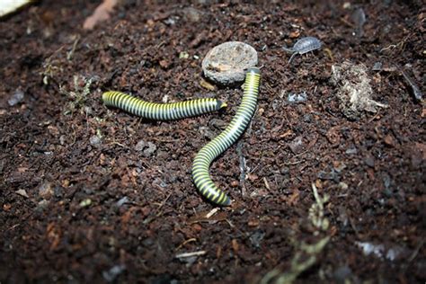 Bumblebee millipede eggs/what is this? | Reptile Forums