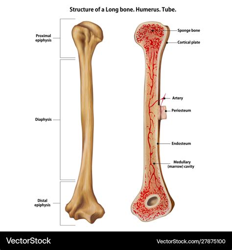 Structure a long bone humerus tube Royalty Free Vector Image