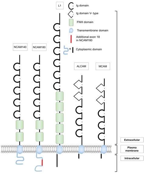 Biology | Free Full-Text | Cell Adhesion Molecules and Ubiquitination—Functions and Significance