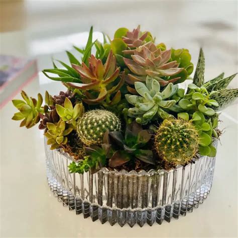 20 Ideas for Cactus Arrangement for Your Summer Decoration - Talkdecor