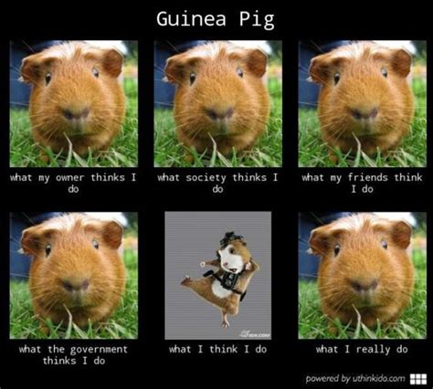 Pigs, Guinea pigs and Lol on Pinterest