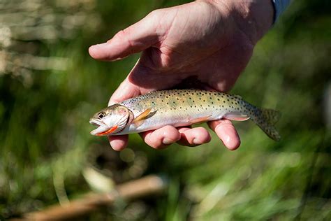 Wyoming Governor Visits Little Mountain's Cutthroat Paradise - Trout Unlimited