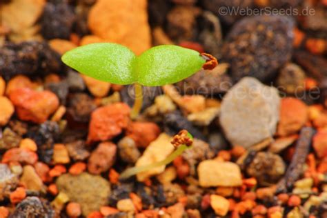 Sceletium tortuosum, Kanna, Channa, Kougoed - Seeds - plants - dried herbs