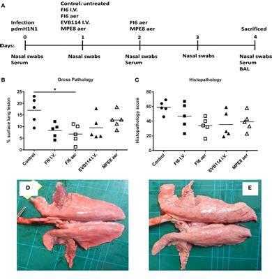 Frontiers | Therapeutic Administration of Broadly Neutralizing FI6 ...