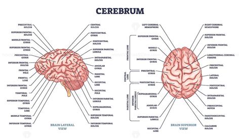 Cerebrum structure and human brain sections and parts anatomy outline diagram - VectorMine