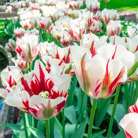 Flaming Spring Green Tulip | Spring Bulbs for Sale | Breck's