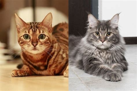 Bengal Maine Coon Mix Cat Breed Info: Pictures, Temperament & Traits ...