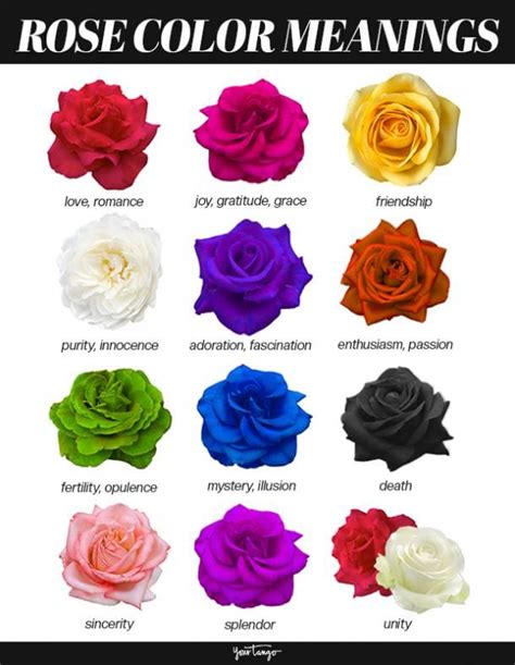 Real Flowers, Faux Flowers, Diy Flowers, Rose Color Meanings, Flower ...