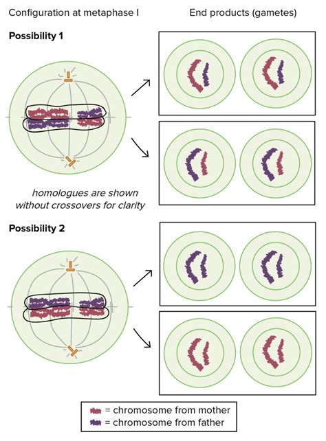 Reading: Genetic Variation in Meiosis | Biology (Early Release)