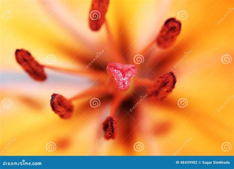 Lily Flower Stigma Close-up Stock Photo - Image of ornament, garden ...