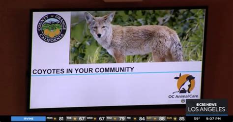 Wildlife experts and residents disagree on how to solve growing coyote ...