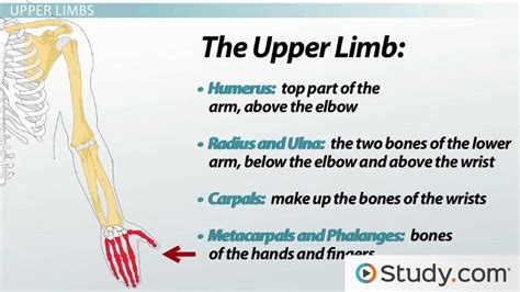 Appendicular Skeleton: Functions and Anatomy - Video & Lesson ...