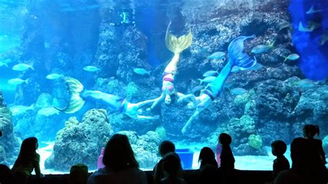 Explore Colorado: The Downtown Aquarium Mystic Mermaids Show -Where ...