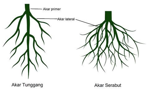 8 Ciri-Ciri Tumbuhan Dikotil Beserta Penjelasannya (Lengkap)