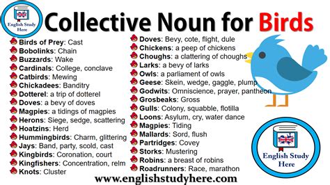 Collective Noun for Birds - English Study Here