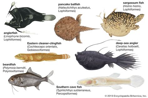 327 Fish Diversity Lab – Professor St. John's Instructional Materials