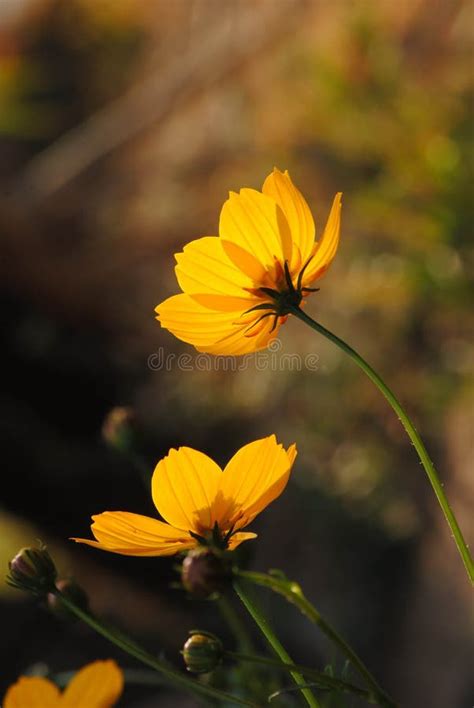 Yellow Flowers Blossom in the Warm Sunrise in the Morning. Stock Photo ...