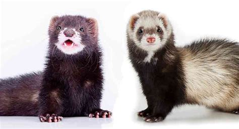 Weasel Vs Ferret Vs Mink