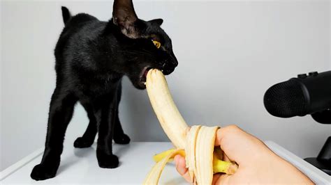 Cat eating Banana ASMR - YouTube