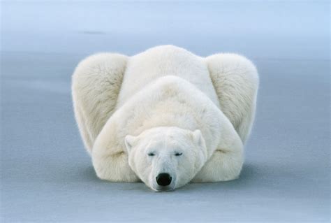 Polar Bear At Ease, Manitoba, Canada, 1998 - National Gallery of Fine Art