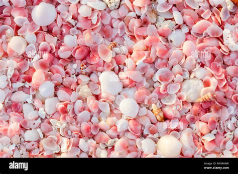 Pink sand beach on Barbuda island in Caribbean made of tiny pink shells ...