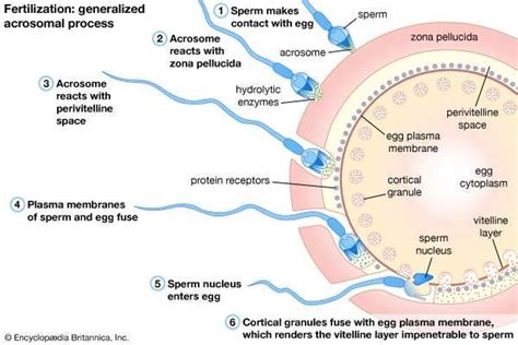 fertilization | Steps, Process, & Facts | Britannica.com