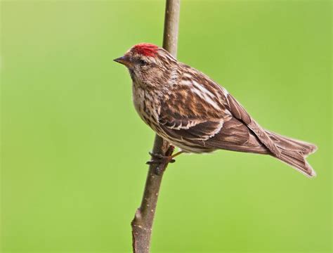 Lesser Redpoll | Bird Identification Guide | Bird Spot