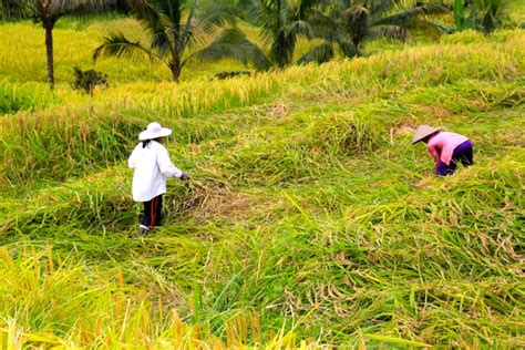 Pertanian Organik sebagai Solusi Pertanian Berkelanjutan : Mongabay.co.id