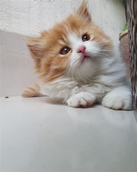 Buy Persian Cat Normal Eyes Kittens for Sale in Delhi NCR, India