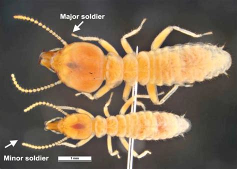 Termite identification guide | Ehrlich Pest Control