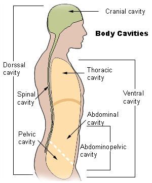 Pelvic cavity - wikidoc