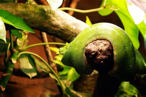 green snake on tree branch free image | Peakpx