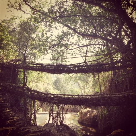 Meghalaya: Root bridges and climacophobia - Rakhee Ghelani