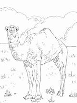 Coloriage  Dromadaire Coloriages à Imprimer Gratuits sketch template