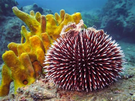 Sea Urchin - A-Z Animals