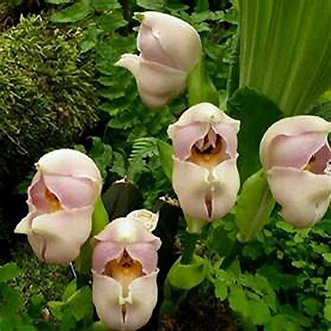 Topo 67+ imagem orquídea anguloa uniflora - br.thptnganamst.edu.vn