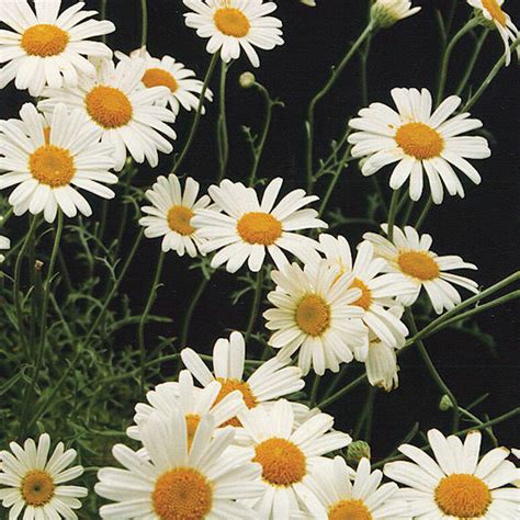 Pyrethrum - Seed | Johnny's Selected Seeds