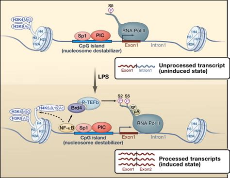 Teeing Up Transcription on CpG Islands: Cell