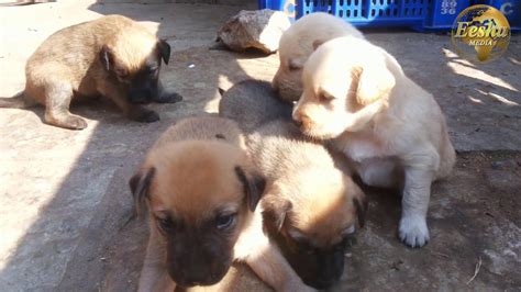 PUPPIES OF INDIAN STREET DOG WAITING FOR THEIR MOTHER By Eesha Media ...