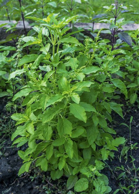 Importance of the Medicinal Plant Tulsi | Livestrong.com | Medicinal plants, Tulsi plant, Herbal ...