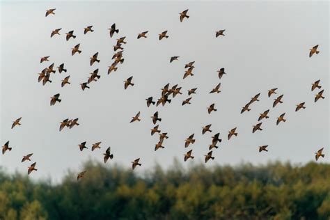 Premium Photo | A flock of starlings birds fly above water at sunset ...