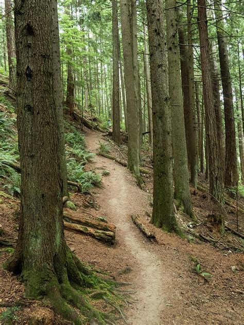 Trail Through the Woods Photograph by Bj Clayden - Fine Art America