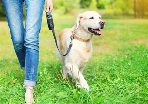 Ambigüedad sensibilidad Consejos perro paseando a otro perro sentido común Masaje Sur