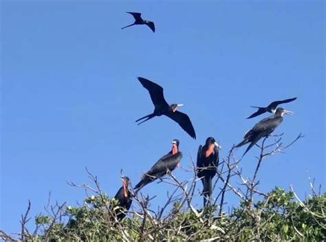 Florida Keys wildlife: 12 animals not to miss & when to see them