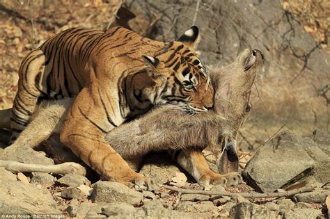 Rare photos of tiger killing a deer are captured by photographer Andy ...