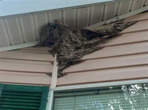 Yellow Jacket Nest Removal, Clearwater, FL | BeeMan Stan