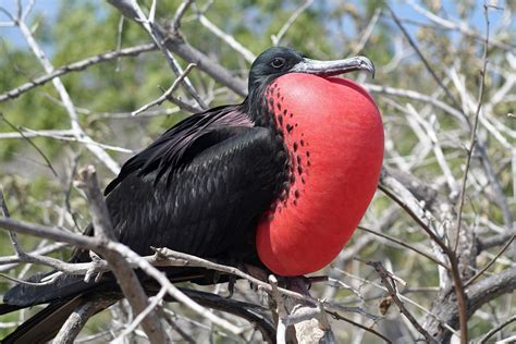 Magnificent Frigatebirds ? Not in the Galapagos! | Tallahassee.com Community Blogs