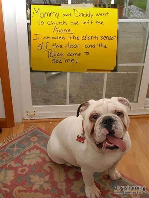 50 Best English Bulldog Memes of All Time - The Paws